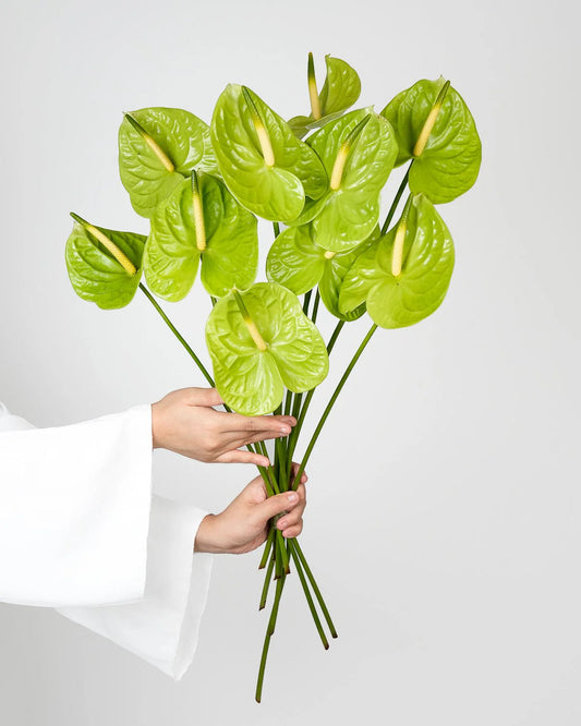 Anthurium