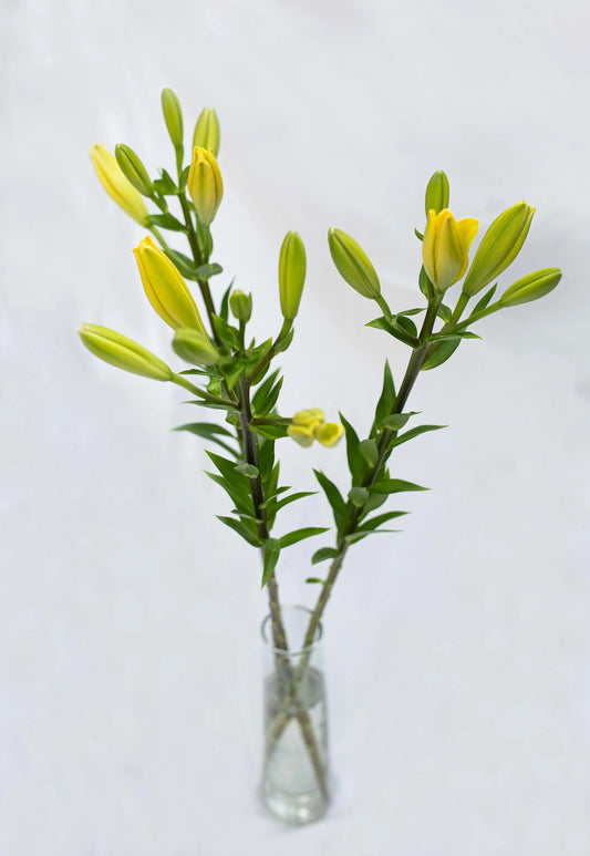 Asiatic Lily Monica's Flowerdeli