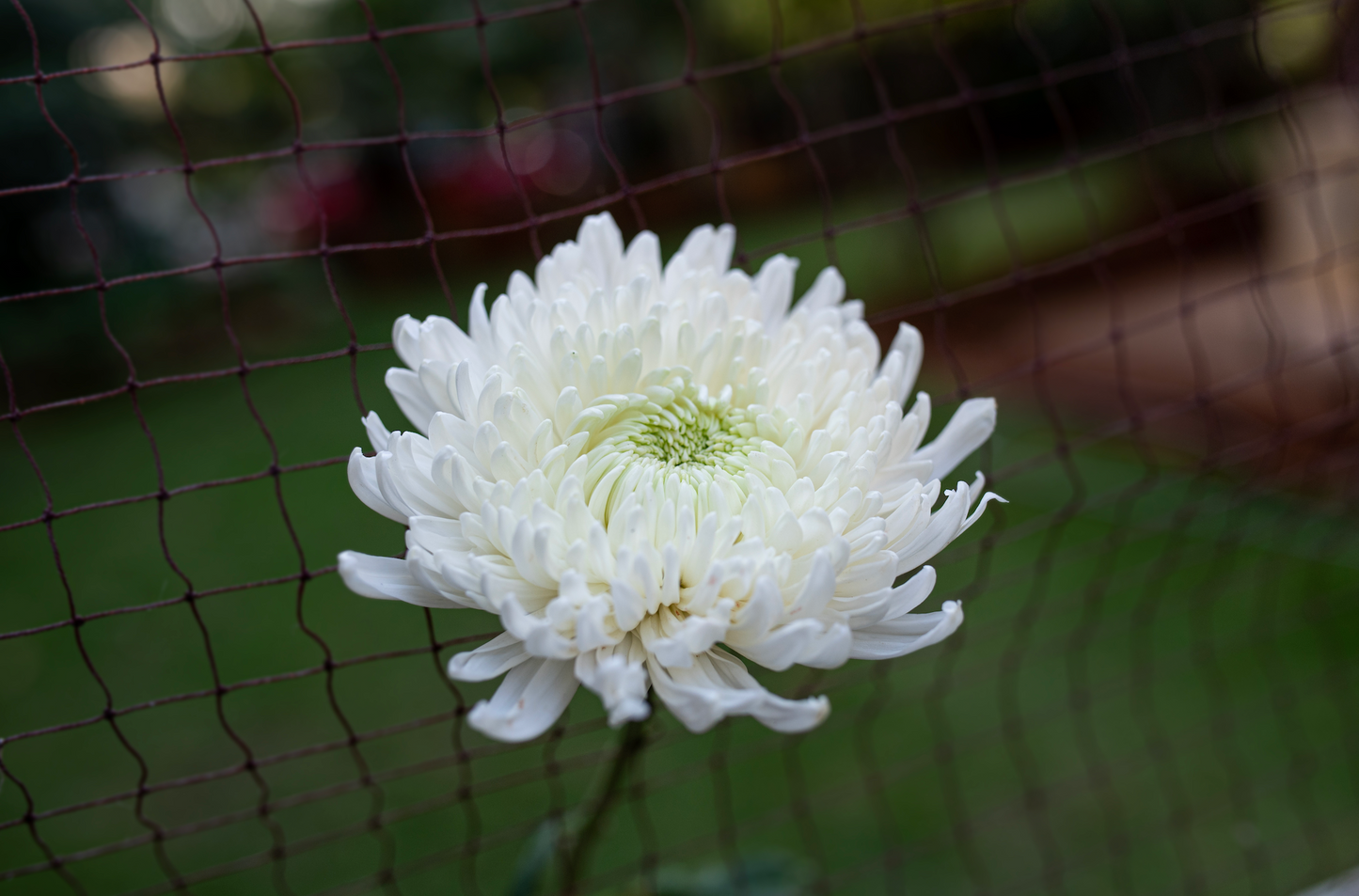 Disbuds Monica's Flowerdeli