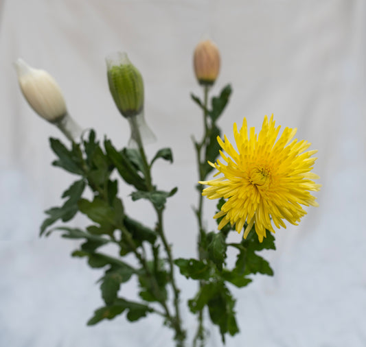 Disbuds Monica's Flowerdeli