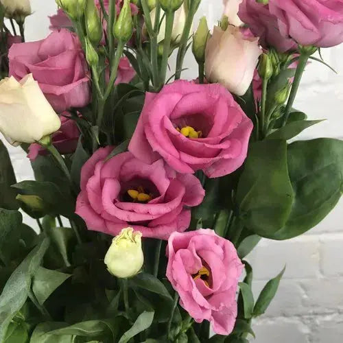 Eustoma Monica's Flowerdeli