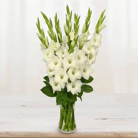Gladiolus – White