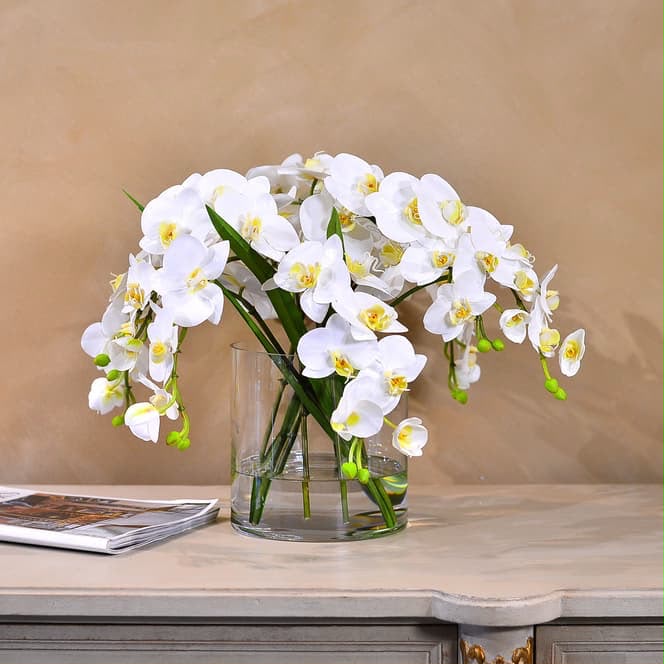 Orchids