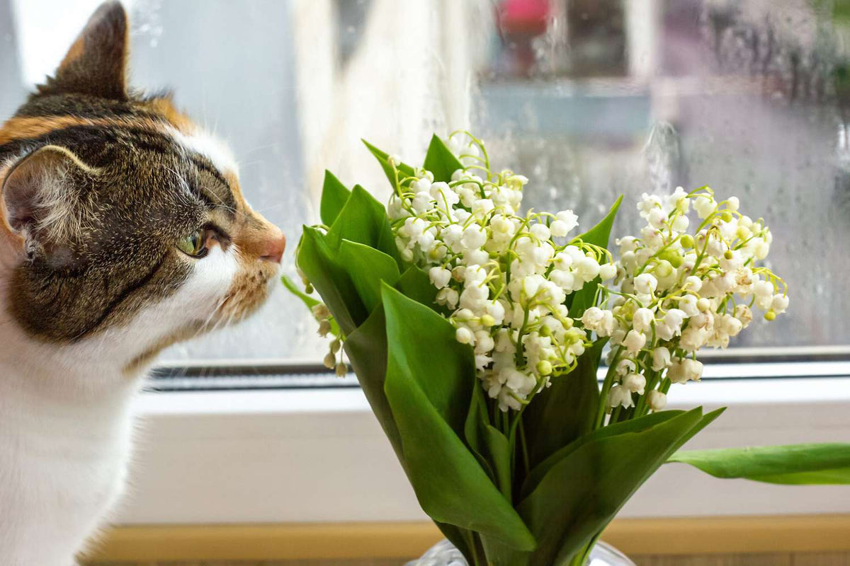 Allergy & Pet-Friendly Flowers