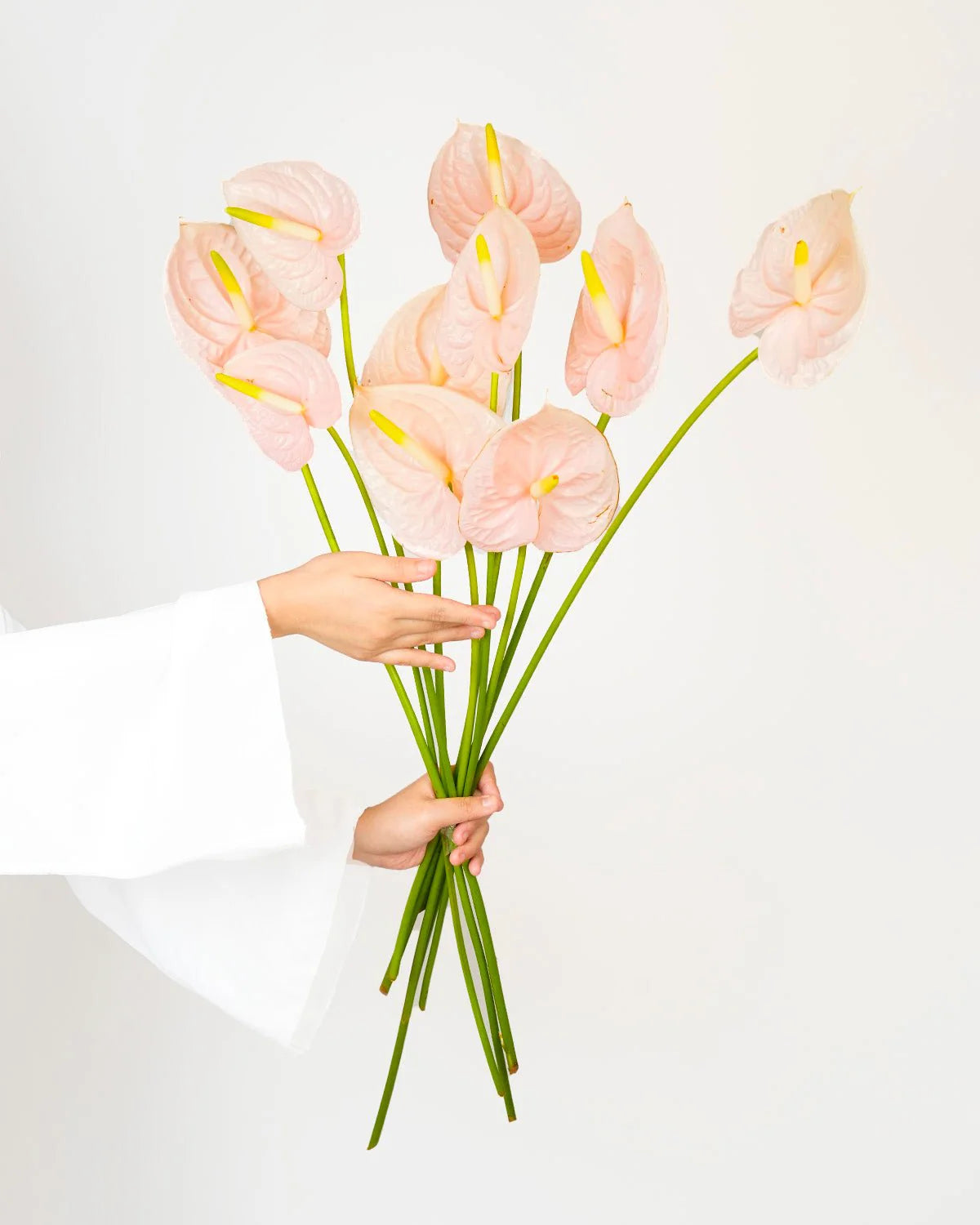 Anthurium