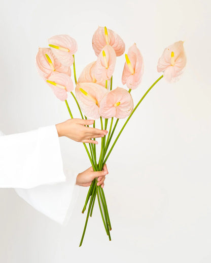 Anthurium