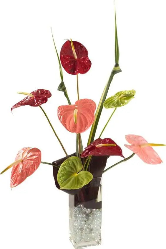 Anthuriums Monica's Flowerdeli