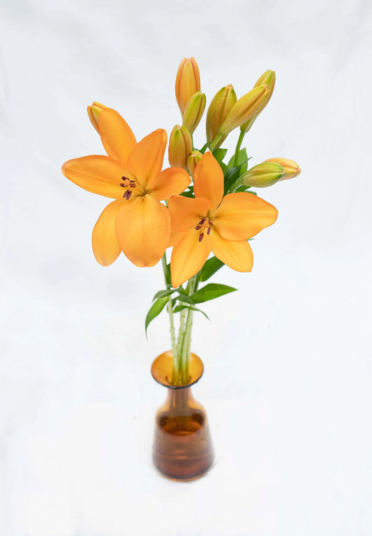 Asiatic Lily Monica's Flowerdeli