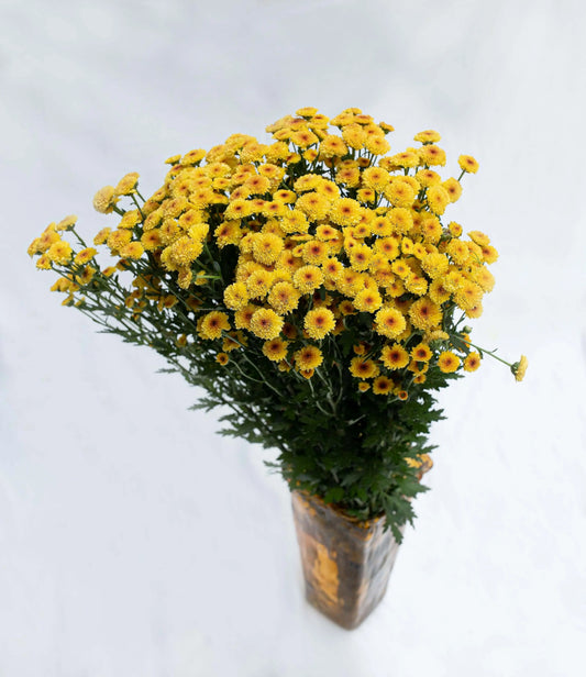 Button Chrysanthemums Monica's Flowerdeli