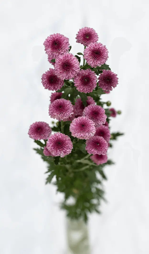 Button Chrysanthemums Monica's Flowerdeli