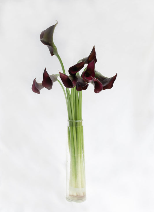 Calla Lillies Monica's Flowerdeli