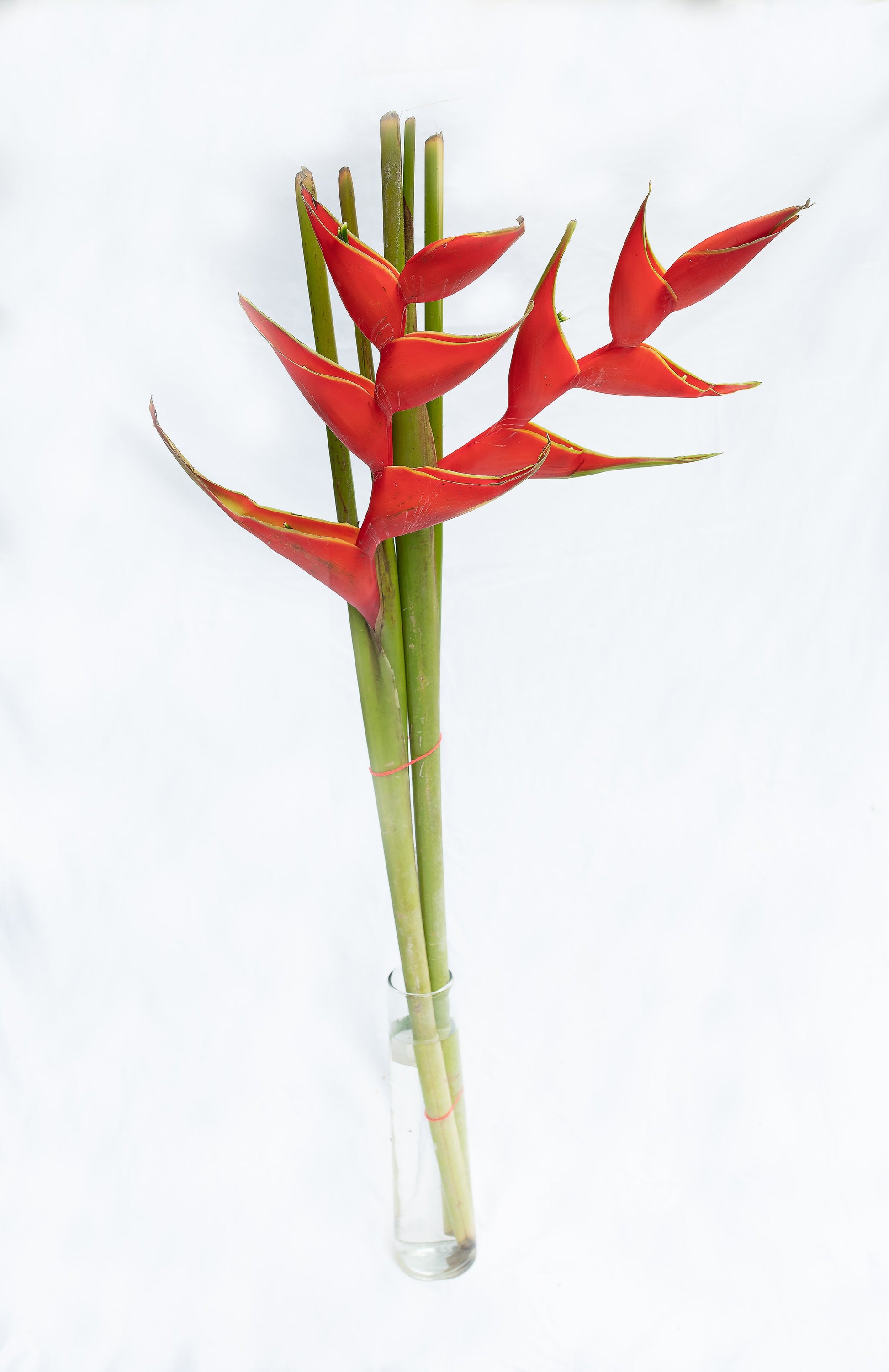 Heliconia Monica's Flowerdeli