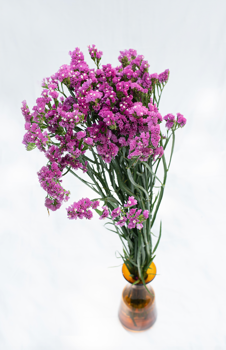 Limonium Monica's Flowerdeli