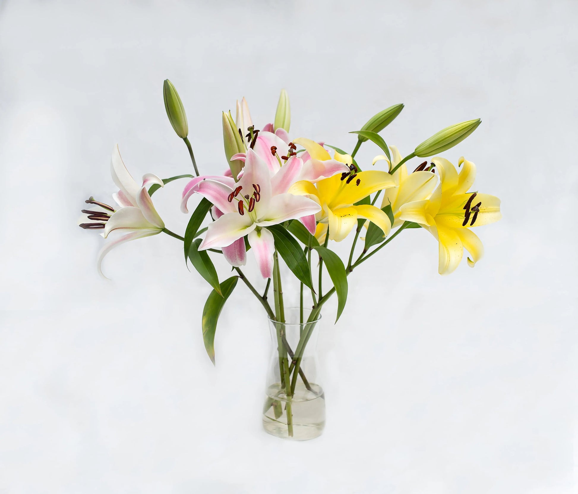 Orientals Lily Monica's Flowerdeli