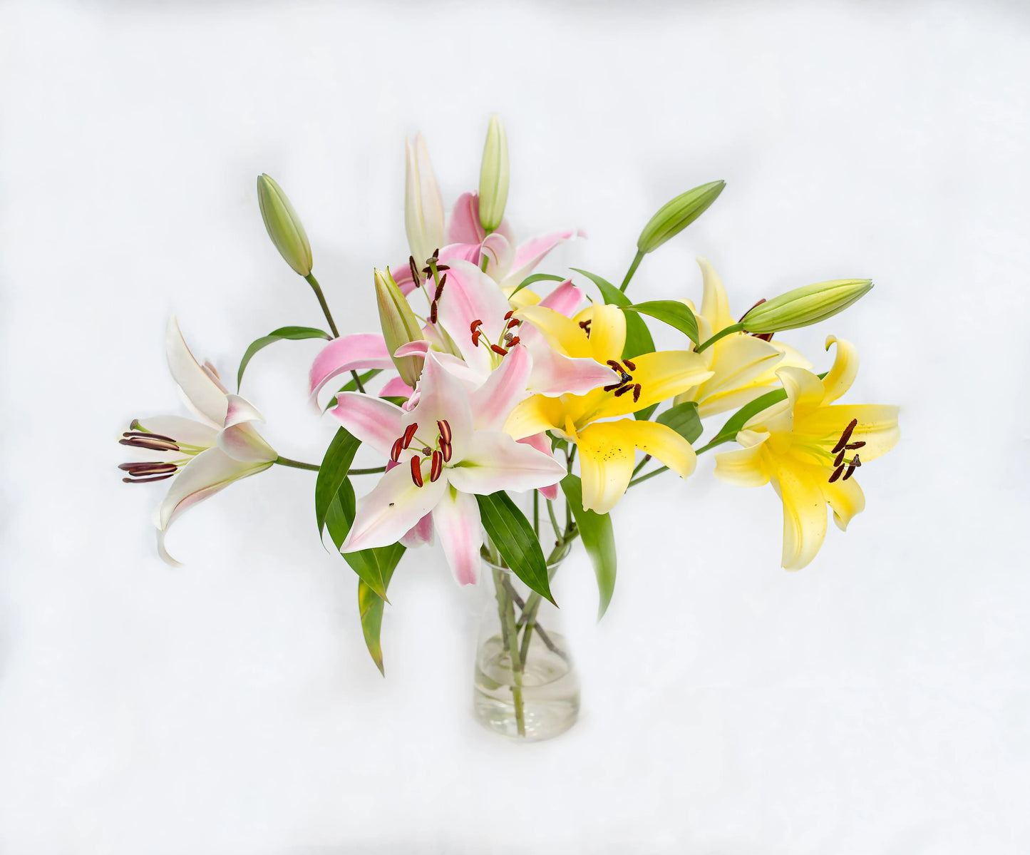 Orientals Lily Monica's Flowerdeli