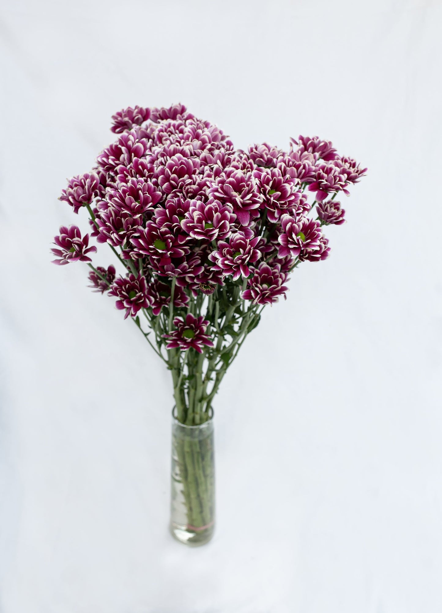 Santini Chrysanthemums Monica's Flowerdeli