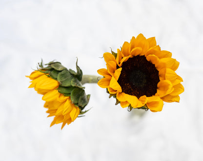 Sunflowers Monica's Flowerdeli