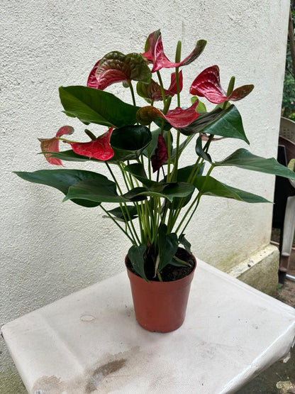 Anthuriums (Potted) - Monica's Flowerdeli